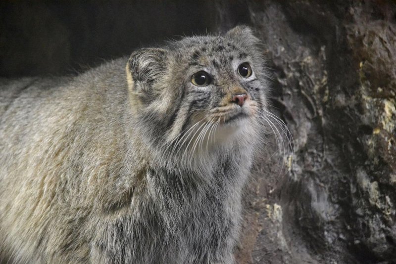Сибирский дикий кот Манул