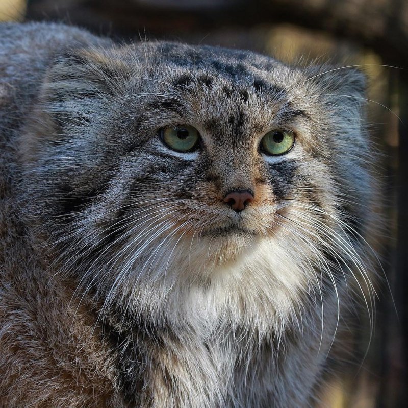 Кот Манул зимой