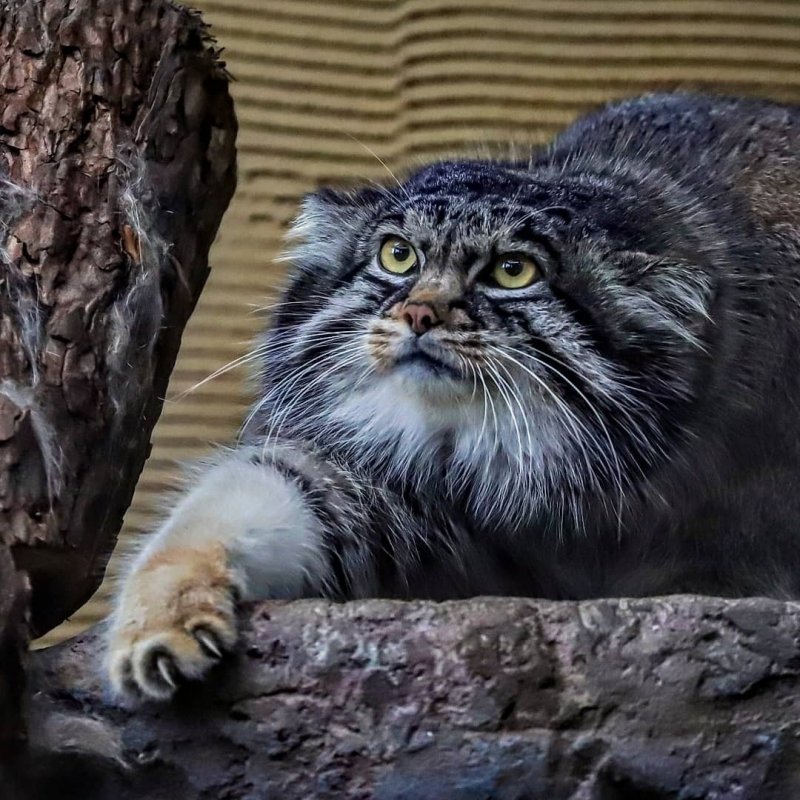 Лапки манула