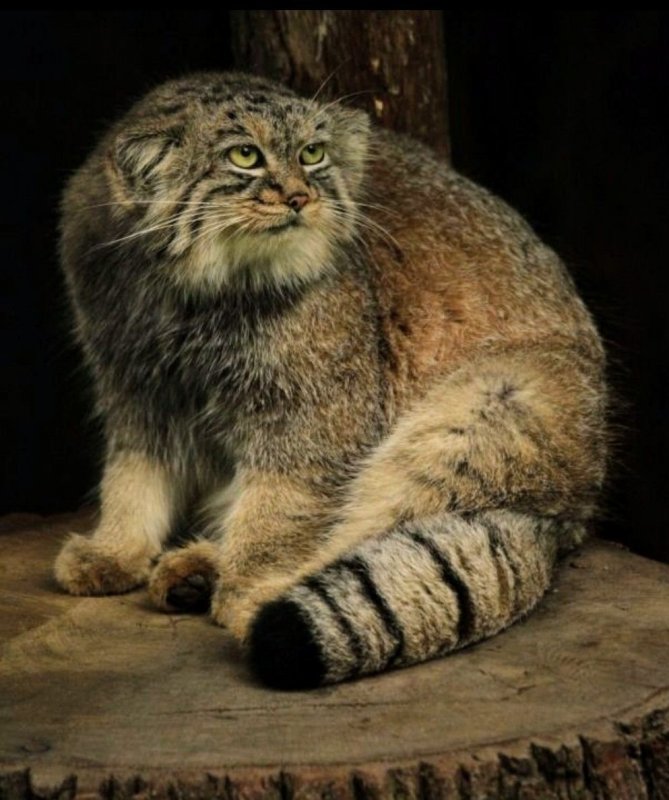 Большой кот Манул