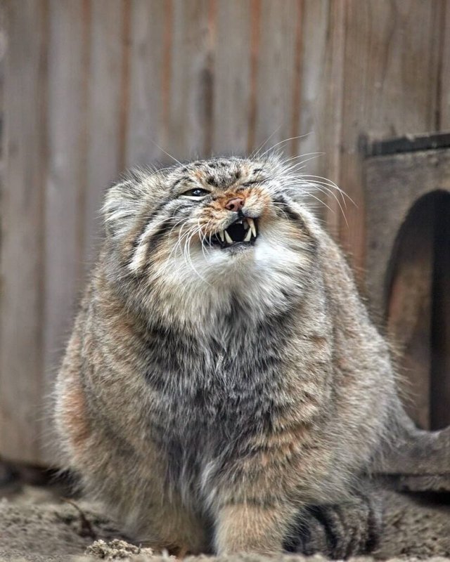 Кот Манул загрыз