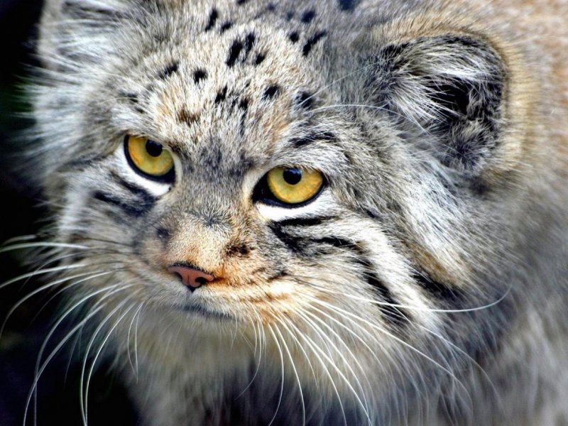 Кот Манул с детенышами