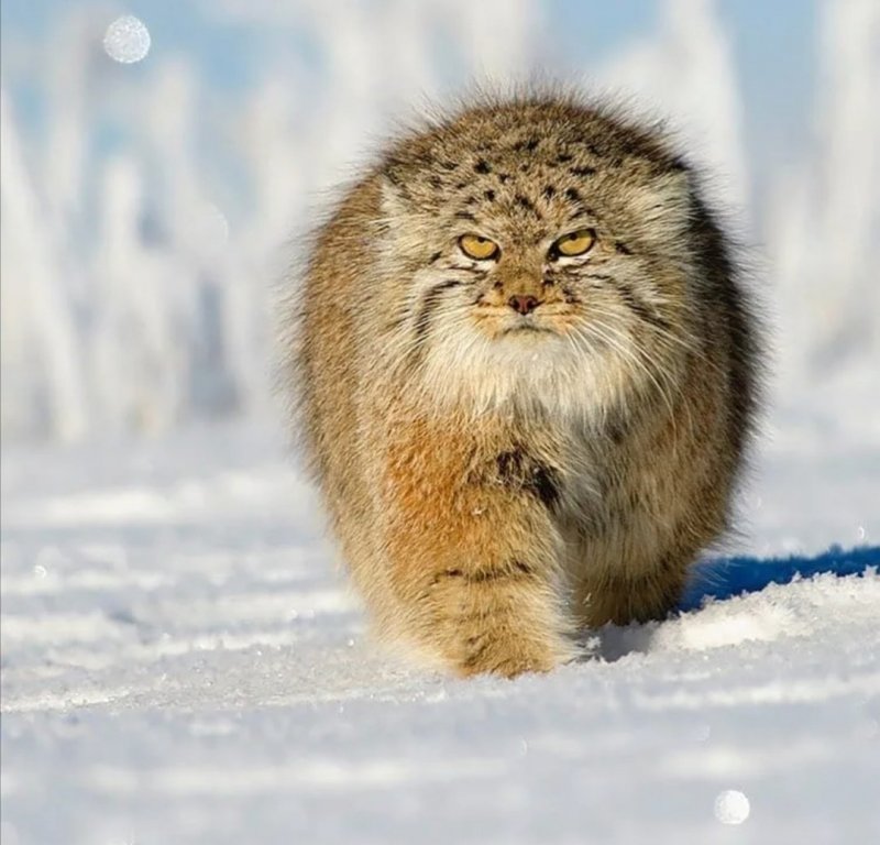Кот Манул злой