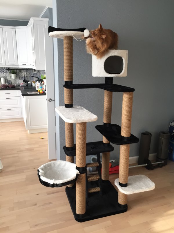 Кошачий домик
