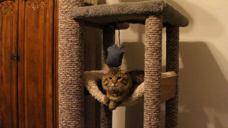 Коты в кошачьих домиках
