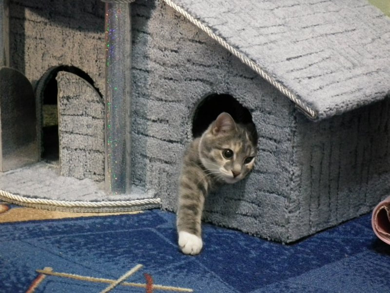 Коты в домике