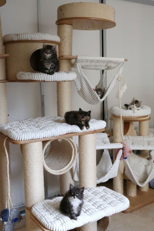 Домик для кошки с котятами