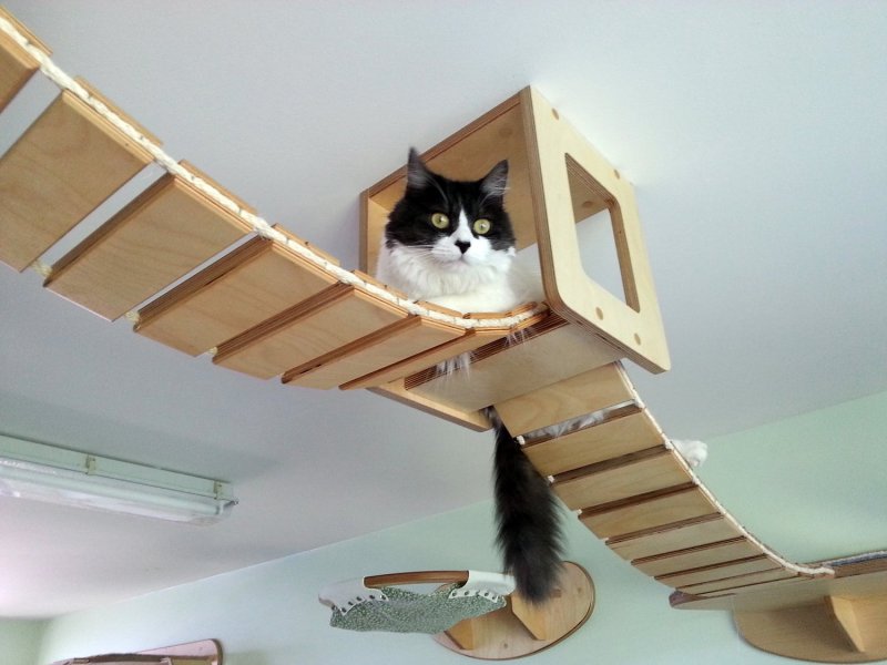 Лазалки для кошек