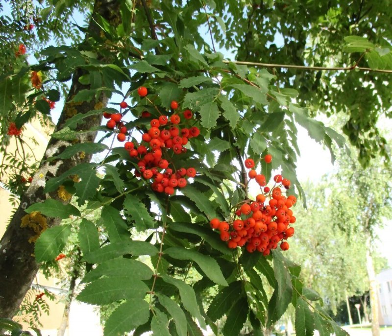 Рябина красная плакучая