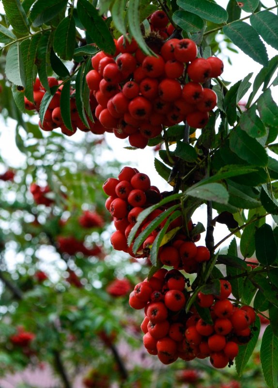 Sorbus tianschanica