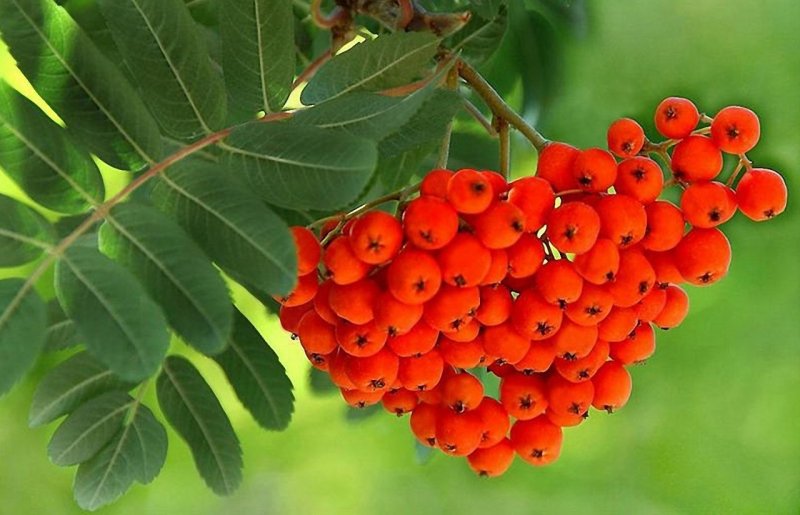 Рябина обыкновенная (Sorbus aucuparia l.)