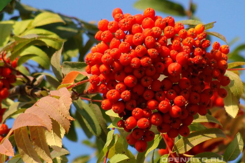 Рябина для дошкольников