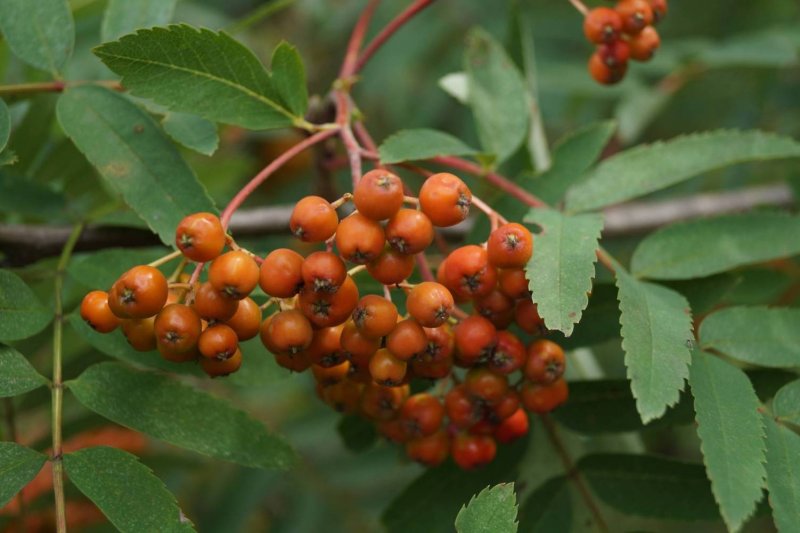 Рябина обыкновенная Sorbus aucuparia