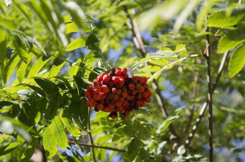 Sorbus frutescens рябина кустарниковая