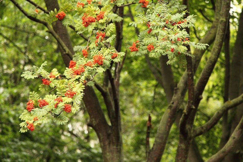 Рябина Sorbus aucuparia