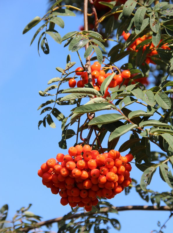 Рябина (Sorbus)
