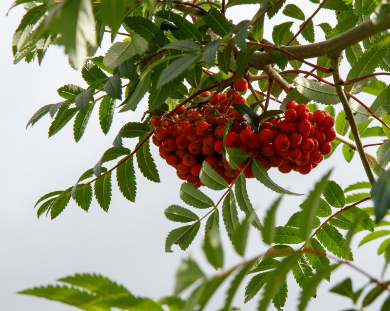 Sorbus frutescens рябина кустарниковая