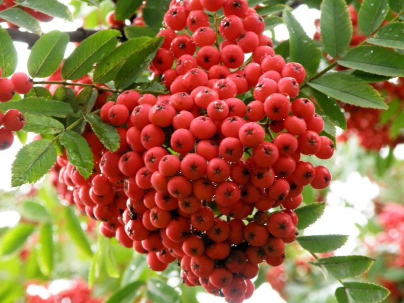 Рябина обыкновенная edulis