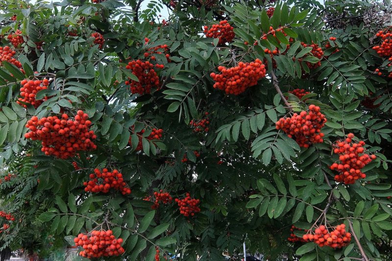 Рябина обыкновенная edulis