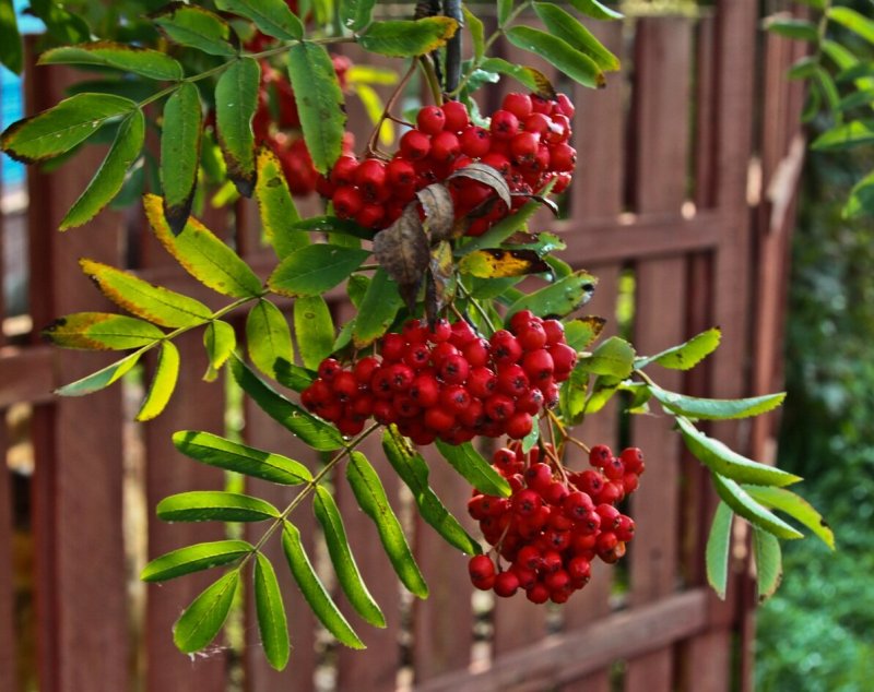Рябина обыкновенная edulis
