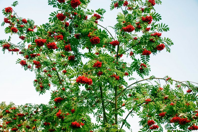 Рябина обыкновенная (Sorbus aucuparia edulis