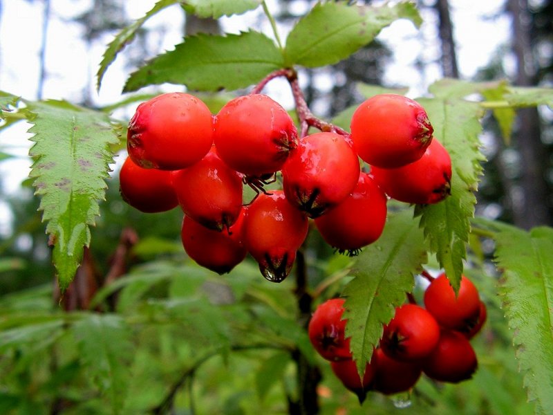 Кукша рябинник 9 сентября