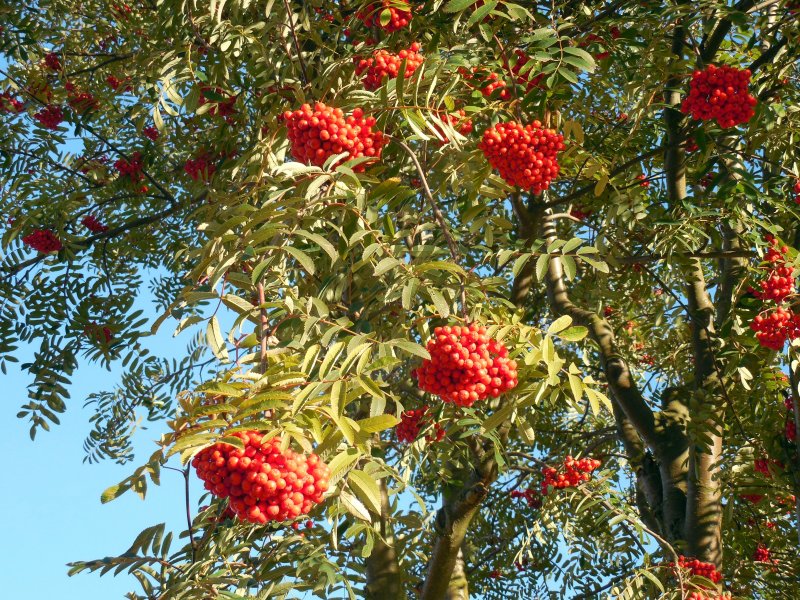 Рябина обыкновенная Sorbus aucuparia