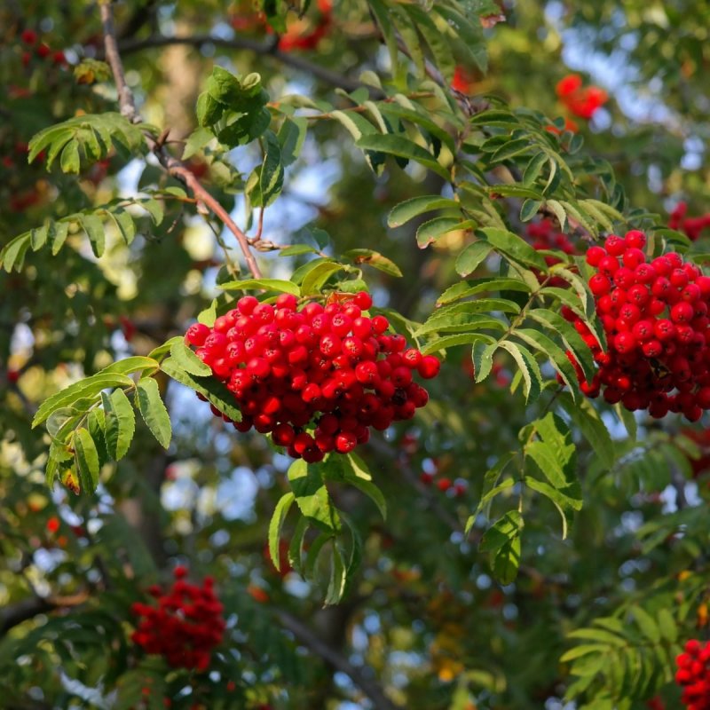 Рябина Амурская Sorbus amurensis Koehne