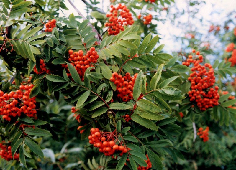 Рябина обыкновенная edulis
