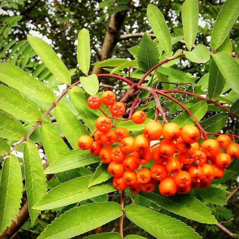 Рябина Арнольда (Sorbus arnoldiana "Golden Wonder")