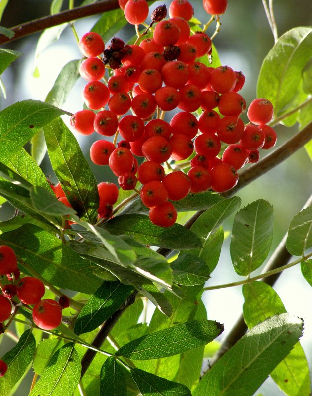 Рябина aucuparia 'edulis'