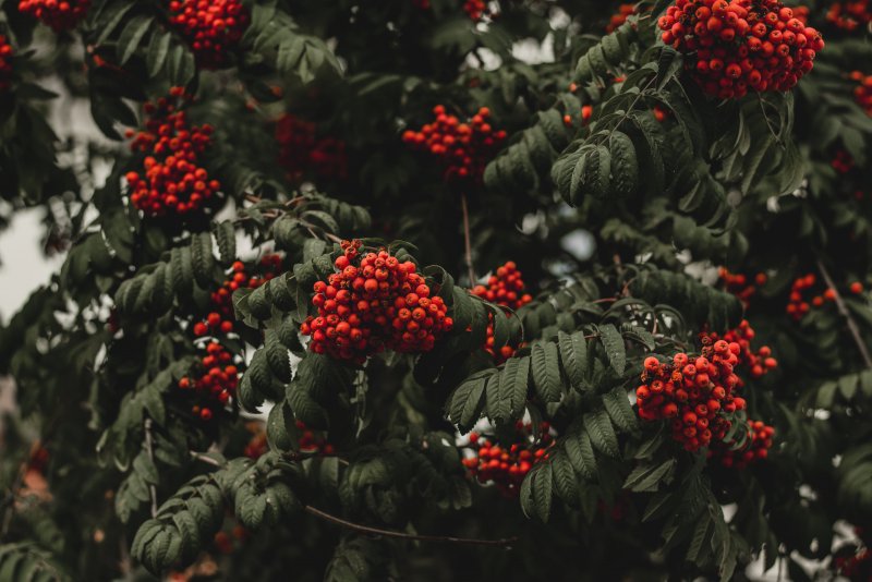 Sorbus aucuparia 'Aurea'