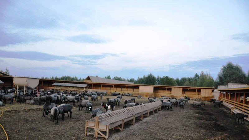 Овчарня Катумы