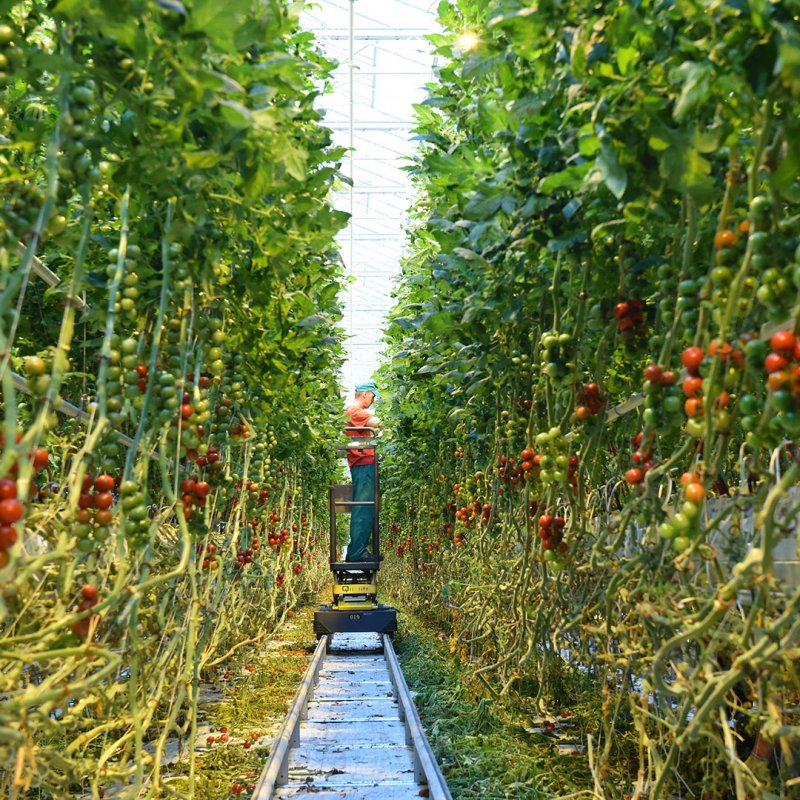 Луховицкие овощи тепличный комбинат