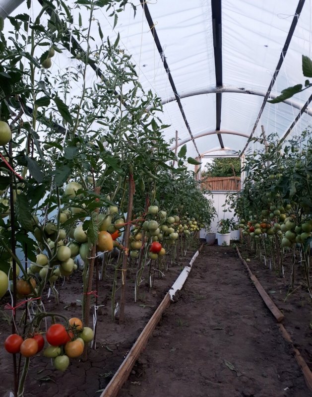 Парник для томатов