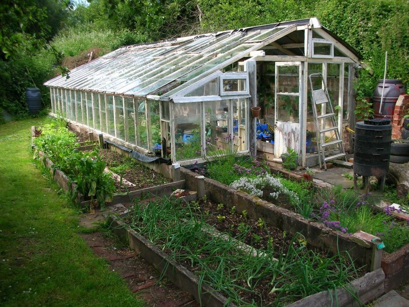 Современный курятник