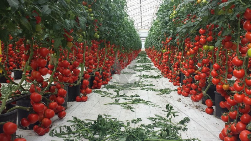 Томат черри тепличное хозяйство Горкунов