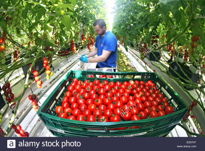 Томаты для теплицы
