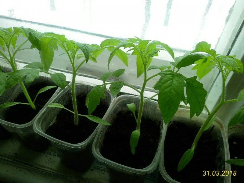 Tomato seedlings