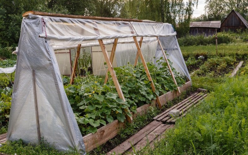 Парник для огурцов