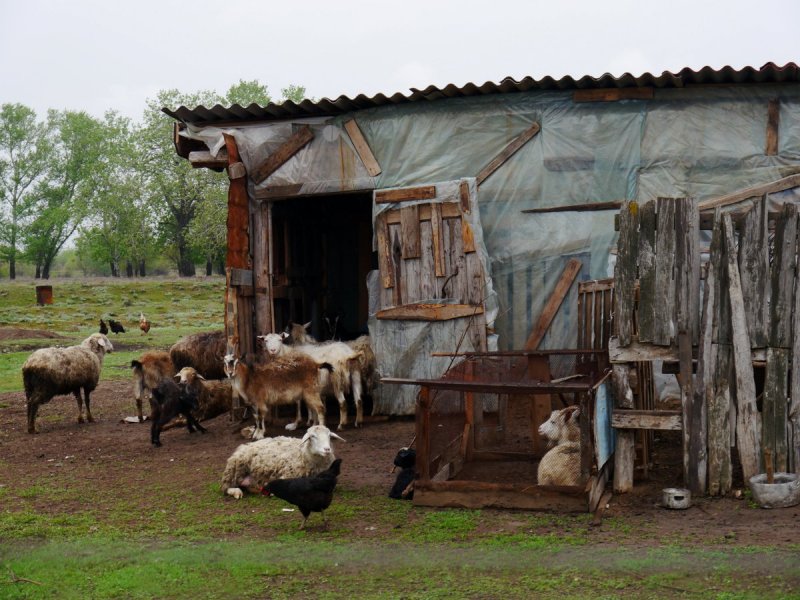 Сарай для коров