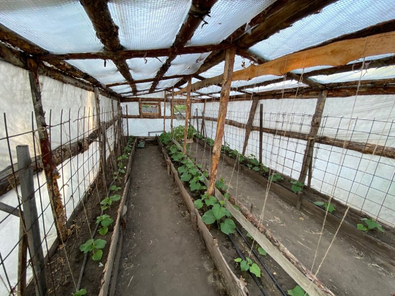 Огурцы на земле в парнике