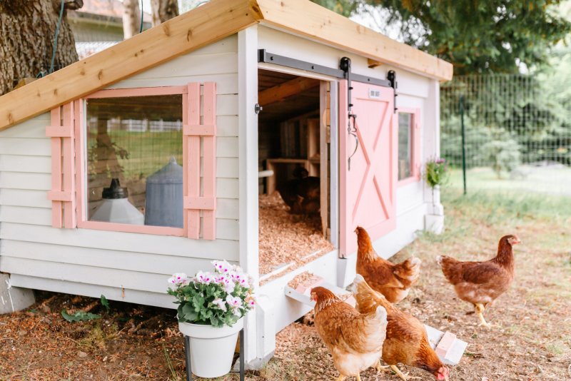 Chicken Coop background