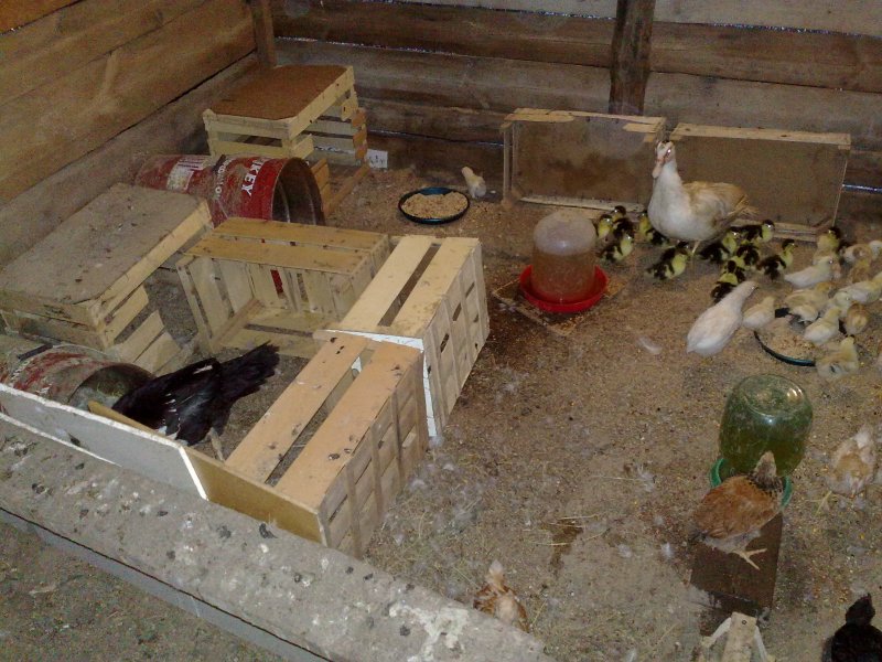 Птичник для уток