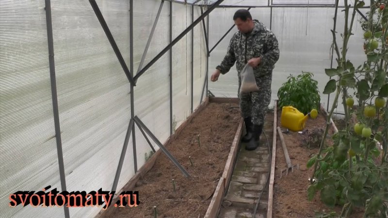 Перец в теплице
