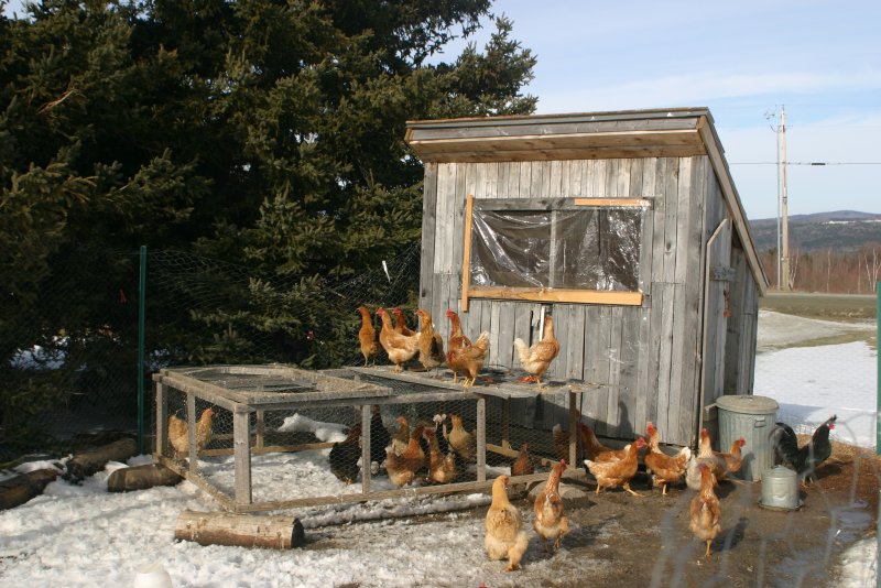 Курятник сарай деревенский