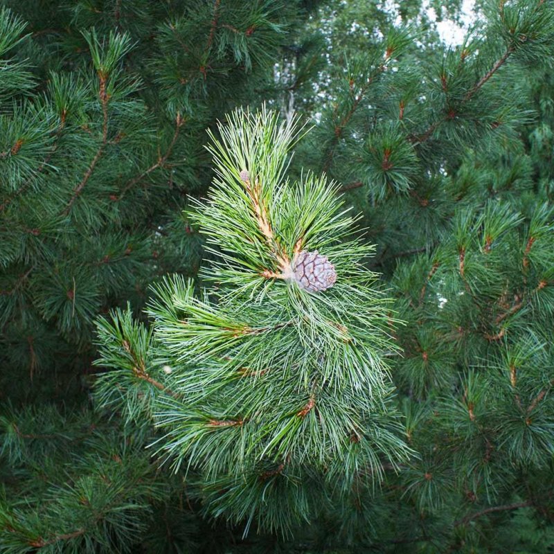 Сибирский кедр (Pinus sibirica du Tour)