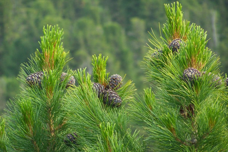Кедр Сибирский Pinus sibirica