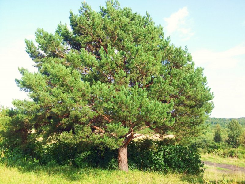 Сосна Кедровая Pinus sibirica