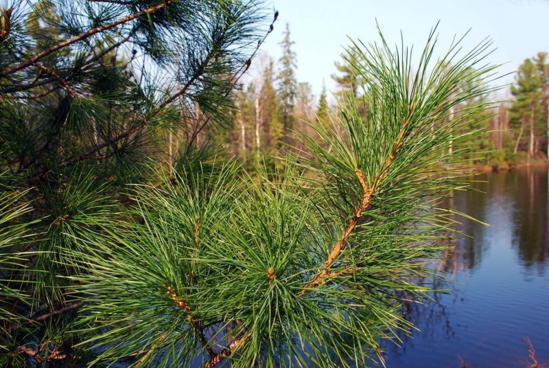 Сибирский кедр (Pinus sibirica du Tour)